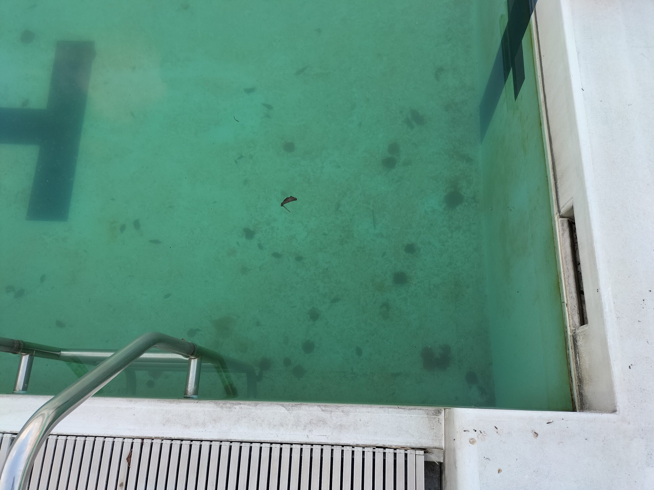 プールサイオン使用事例