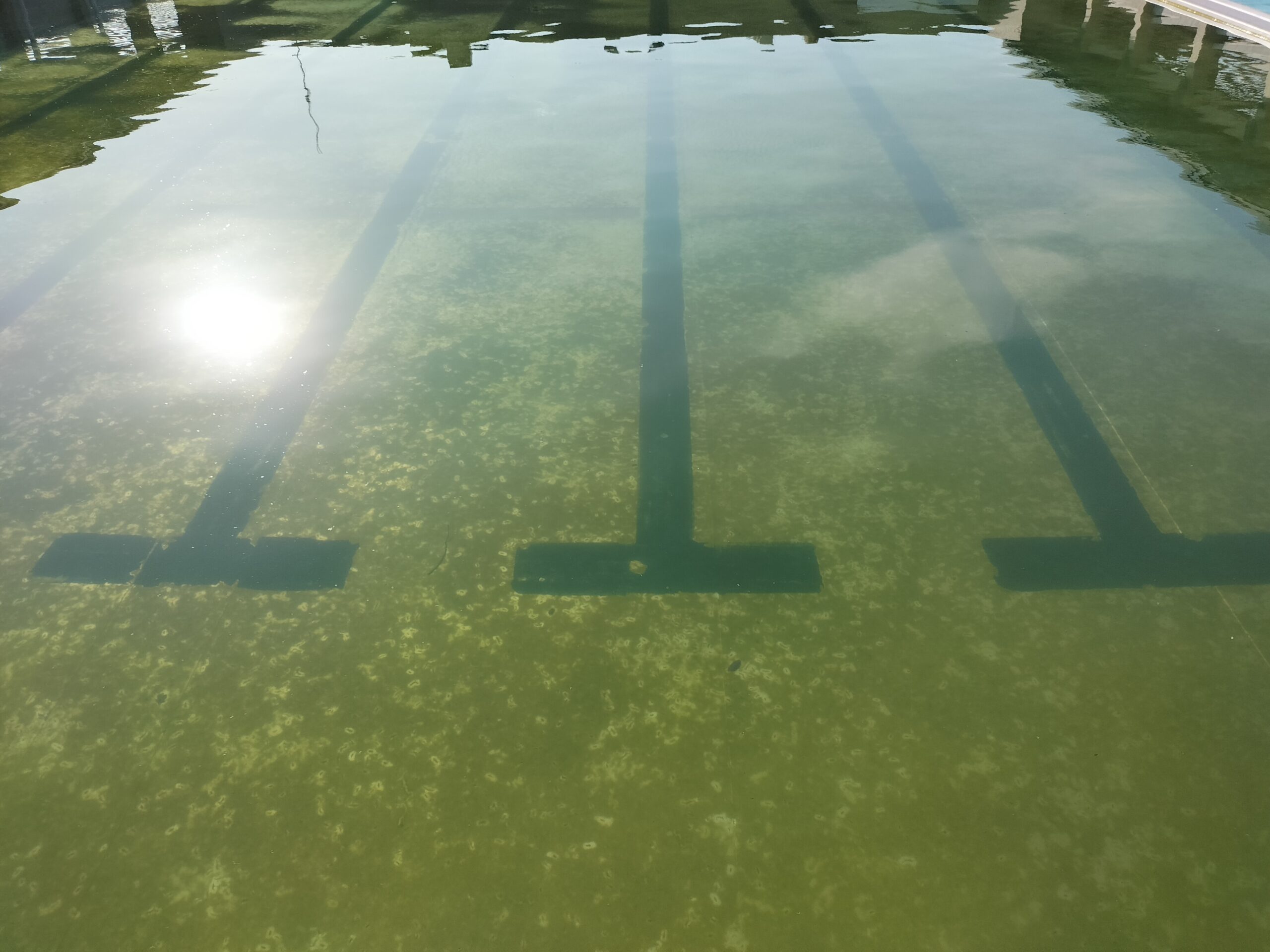 プールサイオン使用事例