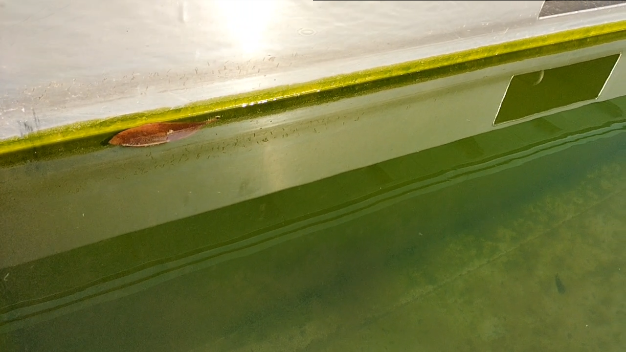 プールサイオン使用事例