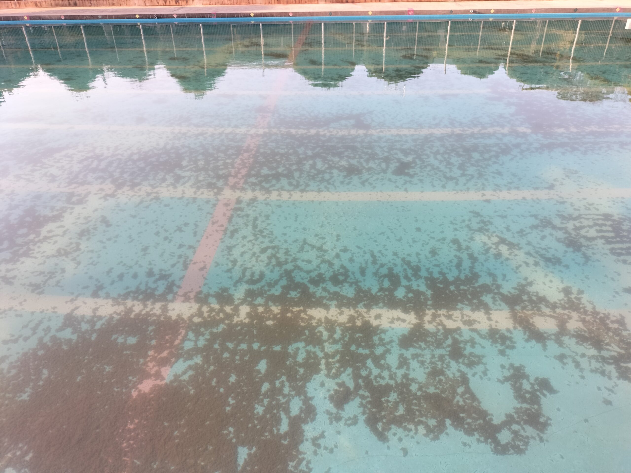 プールの藻の写真