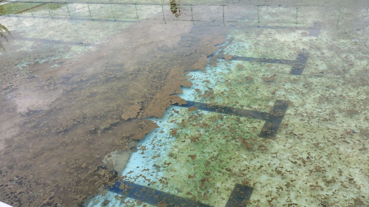 プールサイオン使用事例