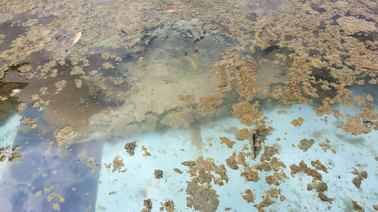 プールサイオン使用事例