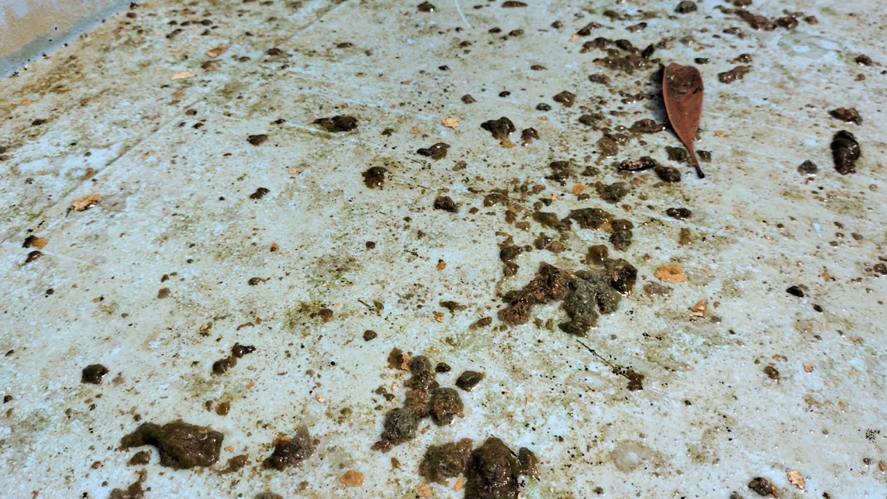 プールサイオン使用事例