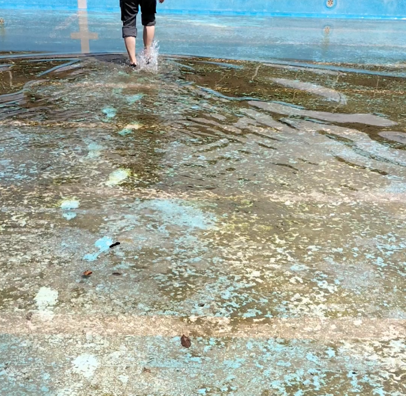 プールの底の藻の写真