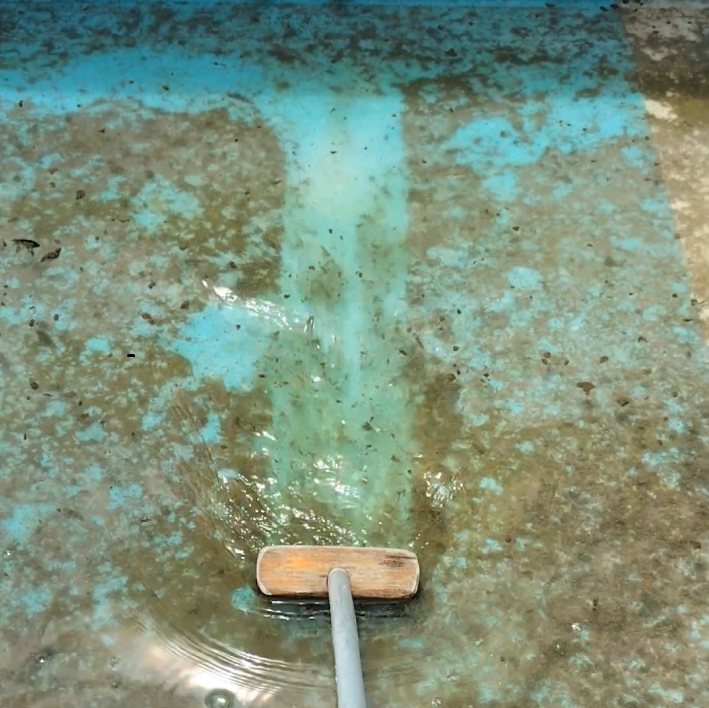 プールの底の藻の写真